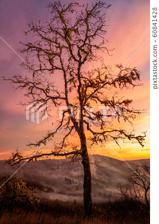 Lone Tree Watching Over the Valley at Sunset 60841428