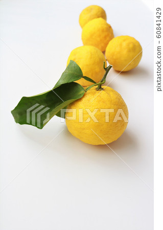 柚子 柚子 60841429