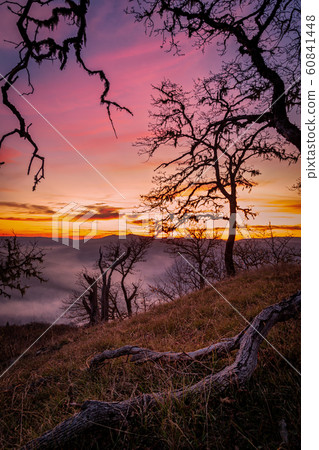 Lone Tree Watching Over the Valley at Sunset 60841448