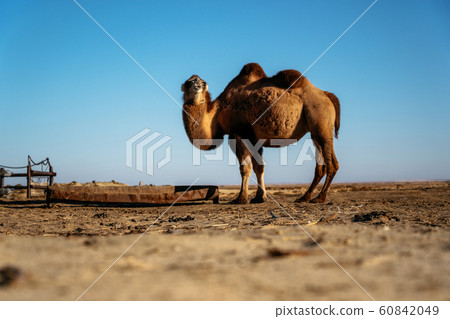 Adult two-humped camel in steppe, Kazakhstan 60842049
