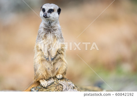 The meerkat, Suricata suricatta or suricate is a small carnivoran in the mongoose family. It is the only member of the genus Suricata The meerkat, Suricata suricatta or suricate is a small carnivoran in the mongoose family. It is the only member of the genus Suricata 60842192