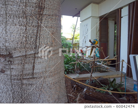 鳥類_夏威夷村 60842474