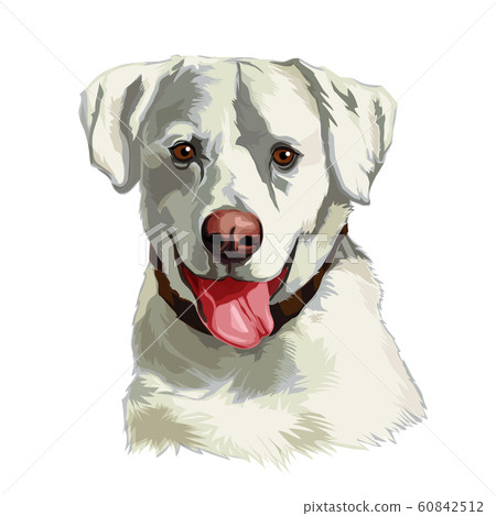 Head of a white Labrador Retriever dog 60842512