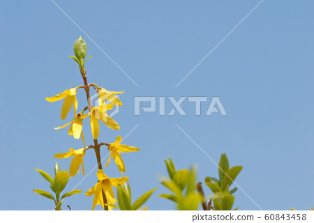 Forsythia and copy space of blue sky 60843458