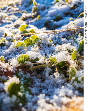 雪和霜草植物寒冷的冬天的早晨 60844660