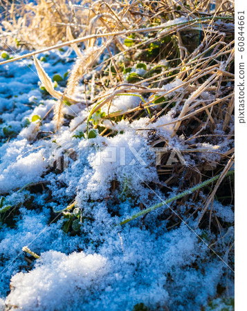 雪和霜草植物寒冷的冬天的早晨 60844661