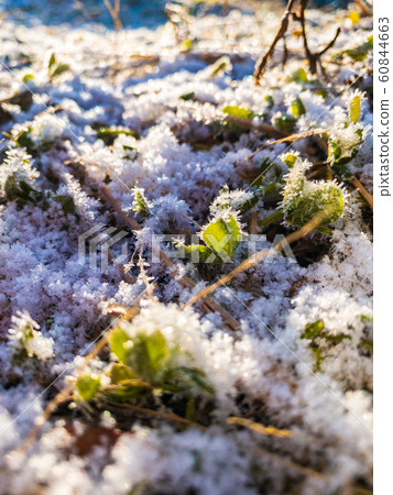 雪和霜草植物寒冷的冬天的早晨 60844663