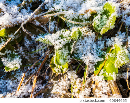 Snow and frosty grass plants cold winter morning Snow and frosty grass plants cold winter morning 60844665