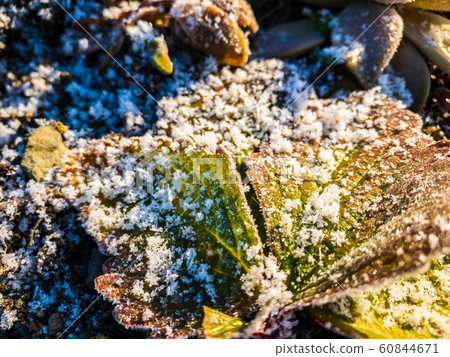 雪和霜草植物寒冷的冬天的早晨 60844671