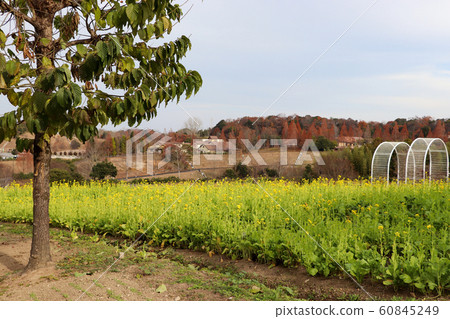 田園風光與油菜田 田園風光與油菜田 60845249