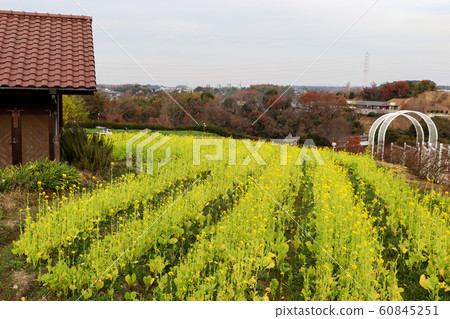 油菜花開在山上 油菜花開在山上 60845251