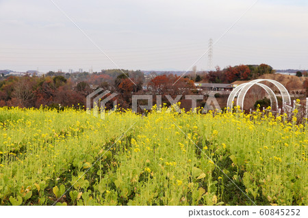 Rape blossoms of satoyama Rape blossoms of satoyama 60845252