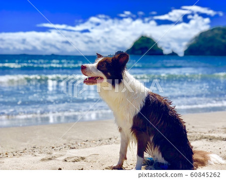 狗狗 狗狗 60845262