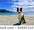 Beautiful sea and dog 60845310
