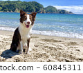 Dog 60845311
