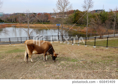 Idyllic ranch where cattle live 60845409