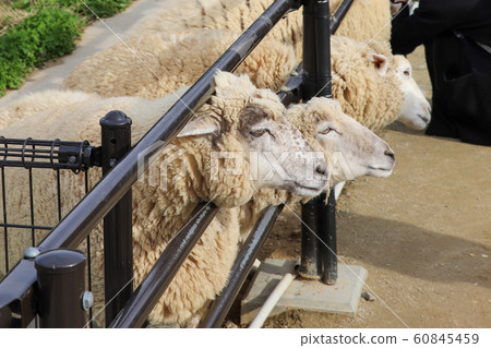 一隻羊從柵欄的縫隙中探出頭來乞討食物。 60845459