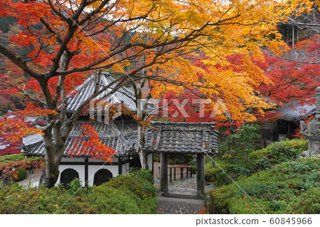 禪宗zenji秋葉 60845966