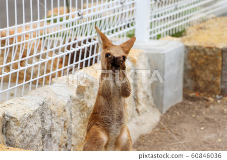 Kangaroo baby 60846036