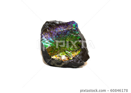 ■mmol石■白堊紀■大約7200萬年前■Am石 ■mmol石■白堊紀■大約7200萬年前■Am石 60846178