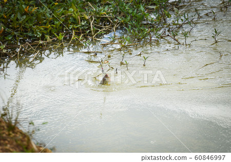 Fishing hook on the river / Sports fly fishing Fishing hook on the river / Sports fly fishing 60846997