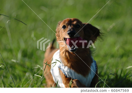Dog Dog 60847569