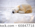 Polar bears 60847718