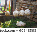 Chicken on the farm 60848593