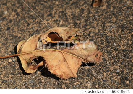 Large dead leaves that fell on the road surface 60848665