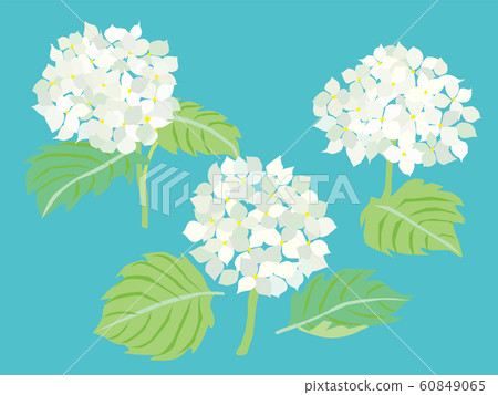 六月白色繡球花 60849065