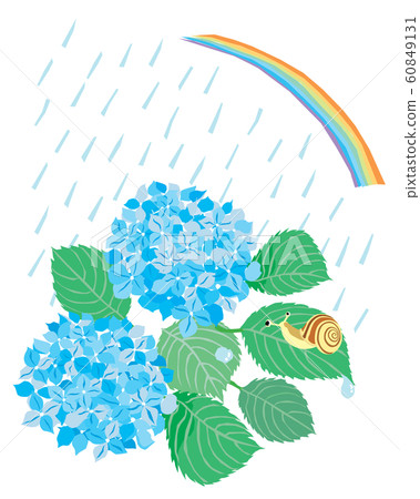 June light blue hydrangea, snails, rainbow and rainy landscape June light blue hydrangea, snails, rainbow and rainy landscape 60849131
