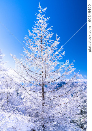  《Yamanashi Prefecture》Frosted Ice Forest, Santoge 60849490
