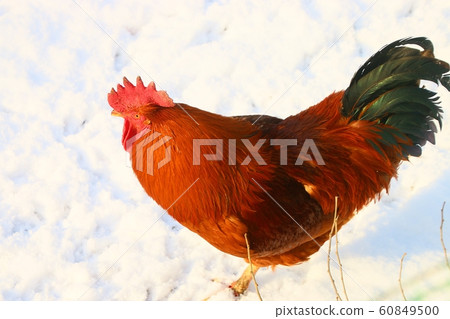 Red Chicken Red Chicken 60849500