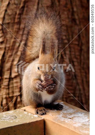 Ezolith to eat nuts Ezolith to eat nuts 60849556