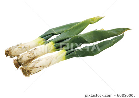 Shimonita leek 02 (with pass) Shimonita leek 02 (with pass) 60850003