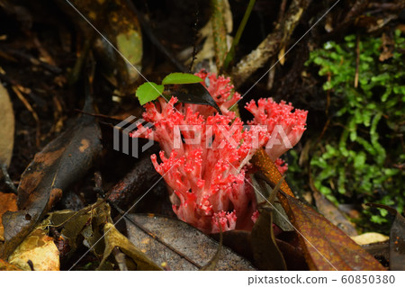 Boracata Boracata 60850380