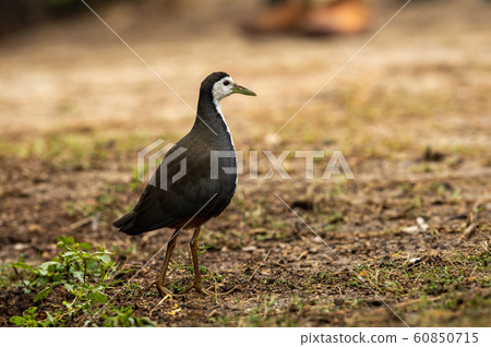 White breasted waterhen or Amaurornis phoenicurus at keoladeo national park or bird sanctuary, bharatpur, rajasthan, india White breasted waterhen or Amaurornis phoenicurus at keoladeo national park or bird sanctuary, bharatpur, rajasthan, india 60850715