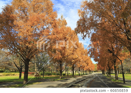 Metasequoia in Tokyo Metropolitan Toneri Park 60850859
