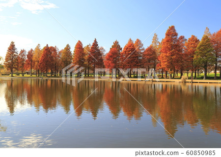 東京都墨粉公園的水杉 60850985