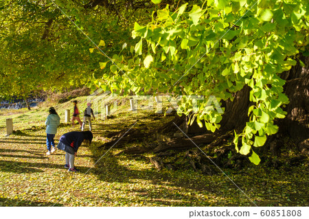Large ginkgo and elementary school Large ginkgo and elementary school 60851808