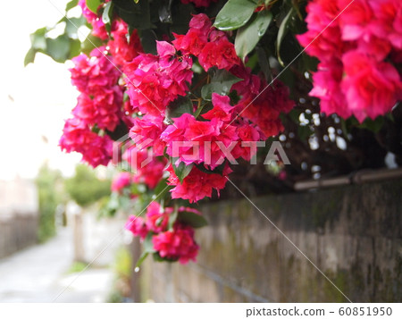 Bougainvillea getting wet in the rain 60851950