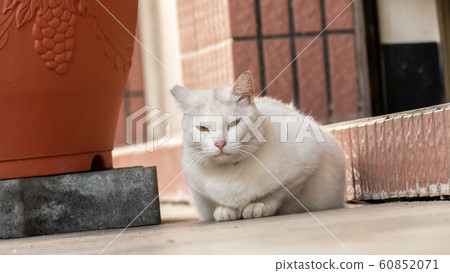 cautiously stray white cat cautiously stray white cat 60852071