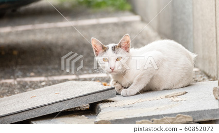 little stray white cat little stray white cat 60852072