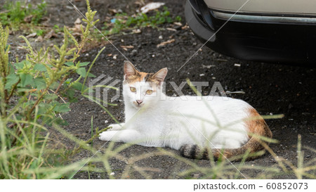 tortoiseshell stray cat 60852073