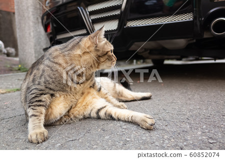 lazy tabby cat sleep on a ground lazy tabby cat sleep on a ground 60852074