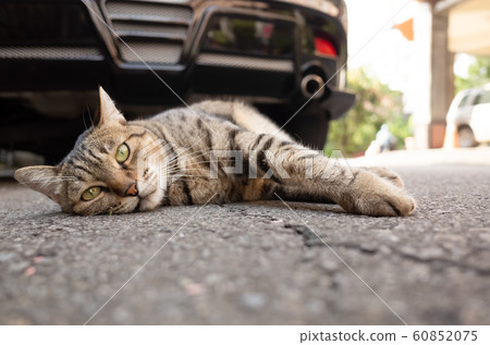 lazy tabby cat sleep on a ground lazy tabby cat sleep on a ground 60852075