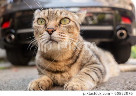 lazy tabby cat sleep on a ground lazy tabby cat sleep on a ground 60852076