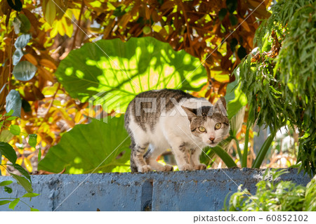 carefully stray cat look at you 60852102