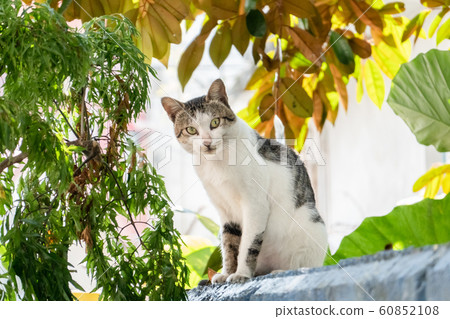 carefully stray cat look at you carefully stray cat look at you 60852108