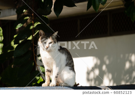 carefully stray cat look at you 60852123